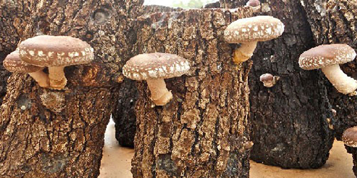 با خواص شگفت انگیز قارچ شیتاکه آشنا شوید!