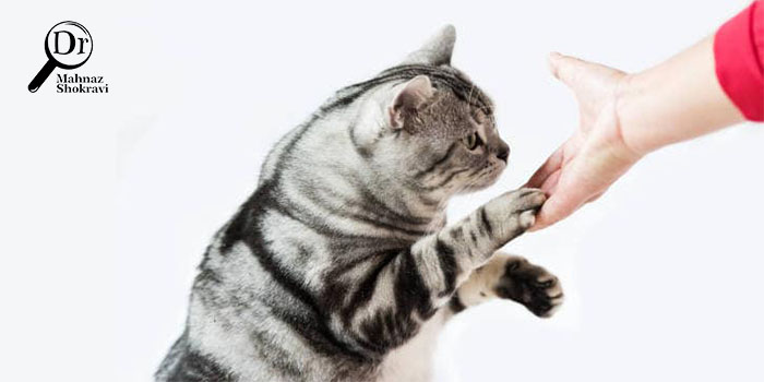 چه بیماری‌هایی از گربه به انسان منتقل می‌شود؟