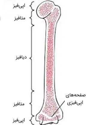 هورمون رشد